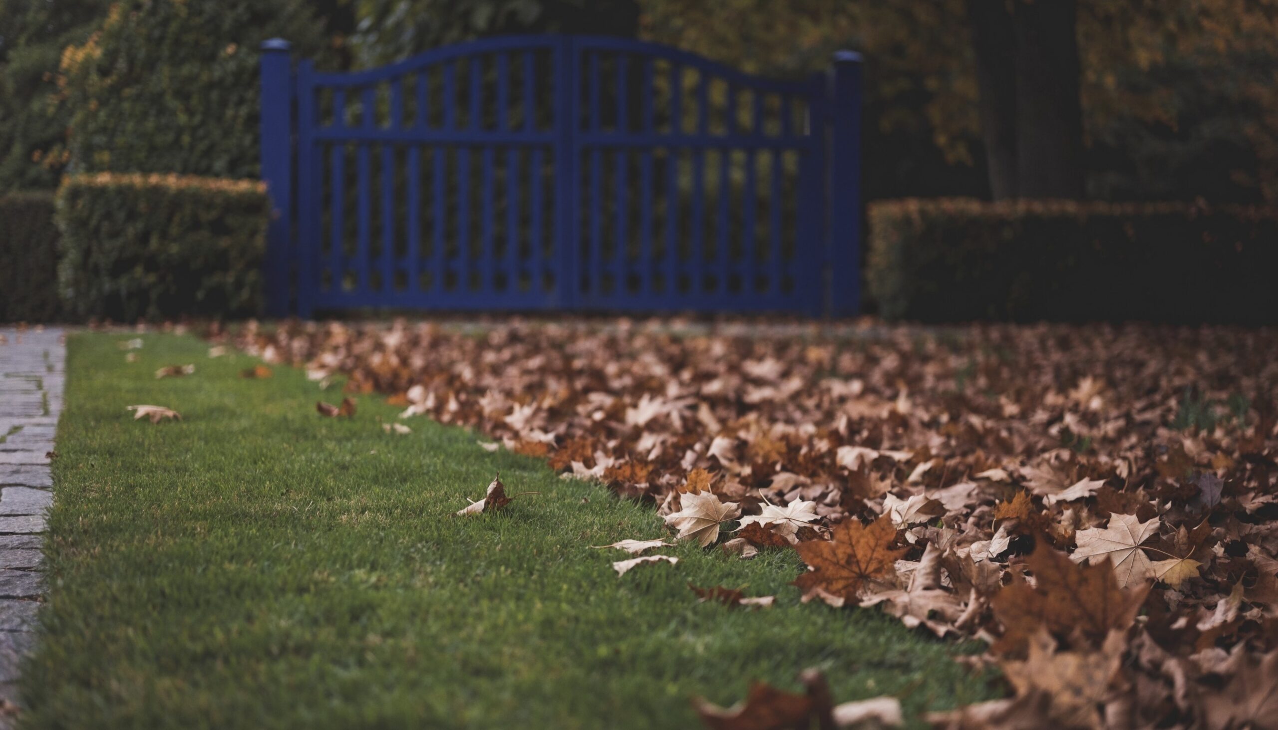 Herbstlaub auf einer Rasenfläche, daneben ein frisch gekehrter Streifen – Thema Rasenkehrmaschine, Laubbläser und Laubsauger
