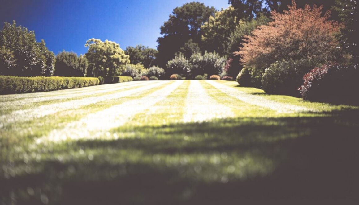 Frisch gemähter, gepflegter Rasen mit Mähstreifen im sonnigen Garten