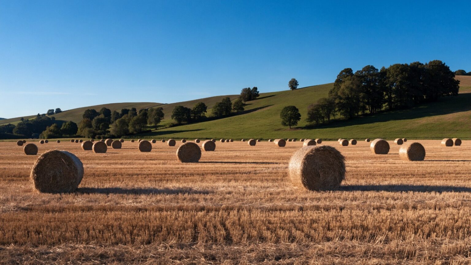 Rundballen auf einem abgeernteten Feld in der Abendsonne vor grünen Hügeln – passend zu Anbaugeräten wie der Ballengabel