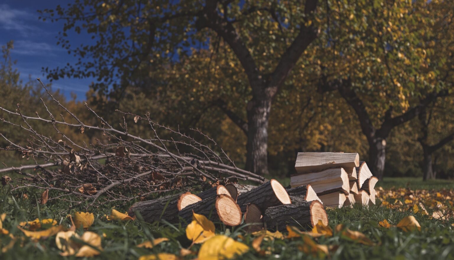 Frisch geschnittenes Brennholz und Astschnitt im herbstlichen Obstgarten – Akku-Motorsäge von STIHL oder Husqvarna