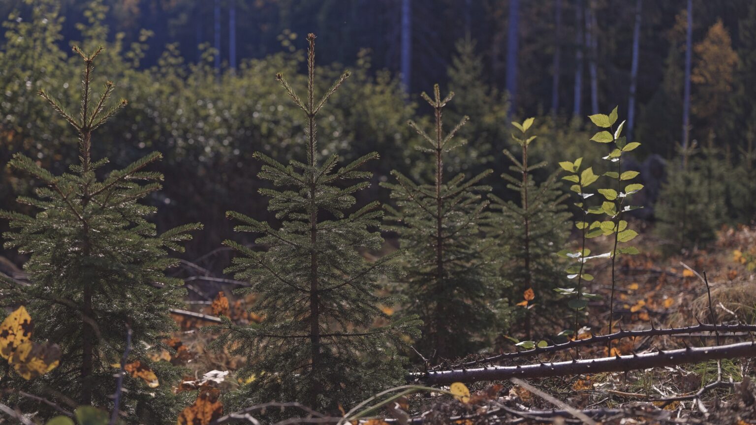 Freigeschnittener Jungwuchs mit jungen Fichten und Buchen im Herbstwald – Forstfreischneider für die Jungwuchspflege
