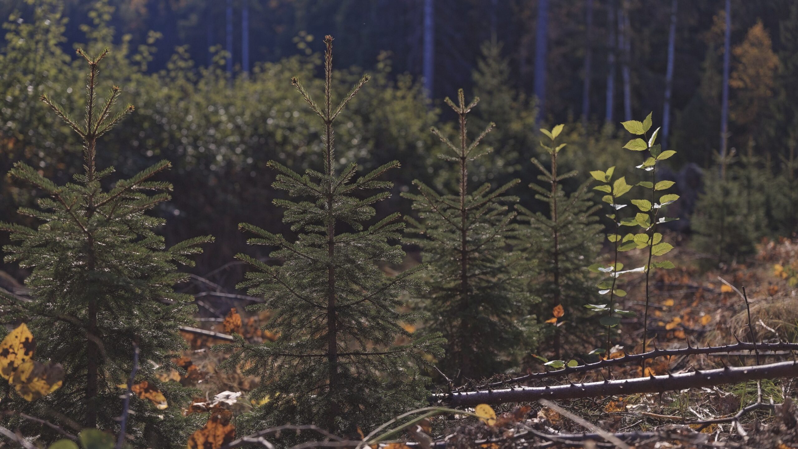 Freigeschnittener Jungwuchs mit jungen Fichten und Buchen im Herbstwald – Forstfreischneider für die Jungwuchspflege